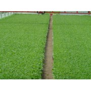 ΘΕΡΜΟΚΗΠΙΟΥ