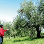 ΕΛΑΙΟΡΑΒΔΙΣΤΙΚΟ ΑΕΡΟΣ LISAM V8 TURBO ΙΤΑΛΙΑΣ