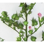 ΣΠΟΡΟΣ ΒΑΜΒΑΚΙΟΥ ELPIDA 20KG