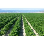 ΣΠΟΡΟΣ ΒΑΜΒΑΚΙΟΥ LIDER 20kg