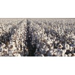 ΣΠΟΡΟΣ ΒΑΜΒΑΚΙΟΥ ELPIDA 20KG