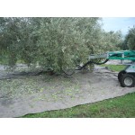 ΔΟΝΗΤΗΣ ΑΥΤΟΚΙΝΟΥΜΕΝΟΣ DE MASI MM19/Y  ΕΛΙΑΣ - ΚΑΡΥΔΙΑΣ - ΦΙΣΤΙΚΙΑΣ - ΑΜΥΓΔΑΛΙΑΣ - ΔΕΝΤΡΩΝ