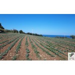 ΦΥΤΕΥΤΙΚΗ ΜΗΧΑΝΗ FEDELE MAX