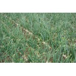 ΣΠΑΡΤΙΚΗ ΜΗΧΑΝΗ ΜΙΚΡΩΝ ΣΠΟΡΩΝ BASSI SPΧ 2015 ΣΠΑΡΤΙΚΗ ΜΗΧΑΝΗ ΜΙΚΡΩΝ ΣΠΟΡΩΝ BASSI SPΧ 2015