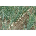 ΣΠΑΡΤΙΚΗ ΜΗΧΑΝΗ ΜΙΚΡΩΝ ΣΠΟΡΩΝ BASSI SPΧ 2015 ΣΠΑΡΤΙΚΗ ΜΗΧΑΝΗ ΜΙΚΡΩΝ ΣΠΟΡΩΝ BASSI SPΧ 2015